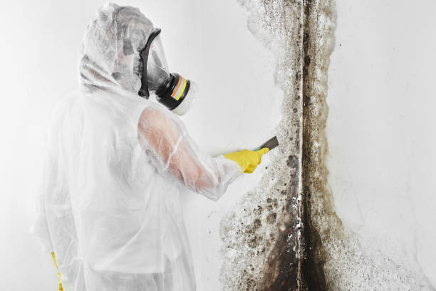 Home Mold Removal in Dunkirk, IN