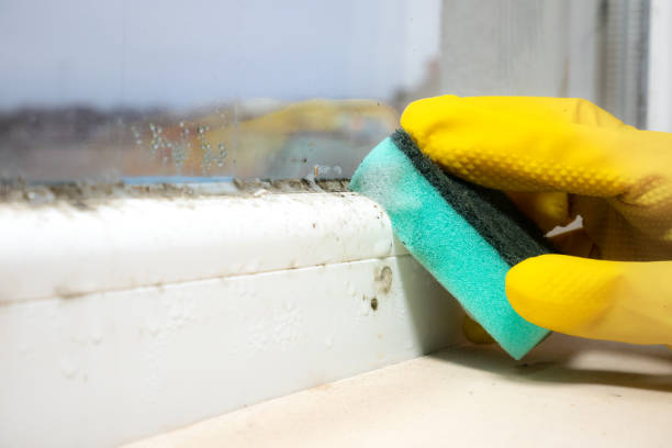 Best Commercial Mold Removal  in Dunkirk, IN