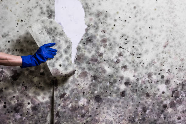 Mold Removal and Inspection in Dunkirk, IN