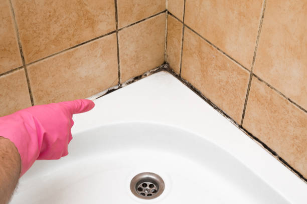 Mold Removal Process in Dunkirk, IN